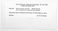 Image Associated With the Occurence